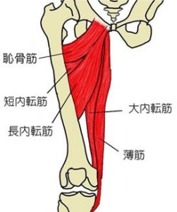 内転筋